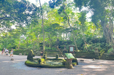 Monkey Forest